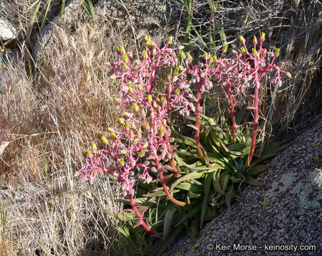 Image of Desert dudleya