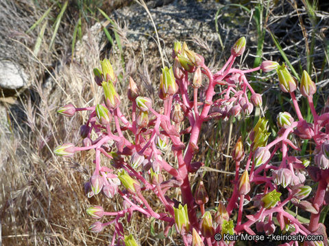 Image of Desert dudleya