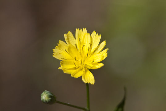 Image of common nipplewort