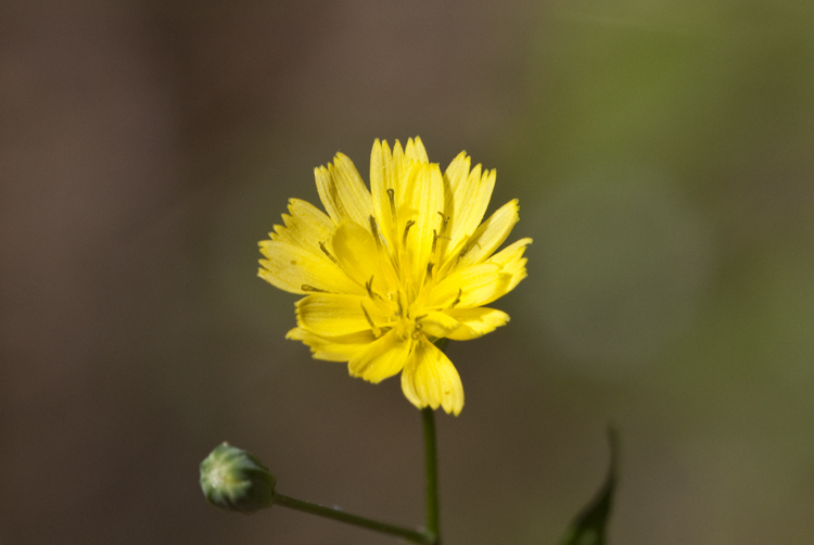 Image of common nipplewort