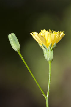 Image of common nipplewort