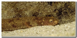 Image of Spotless Stout Newt