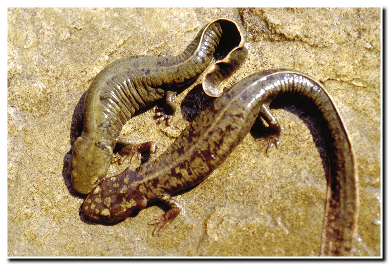 Image of Spotless Stout Newt