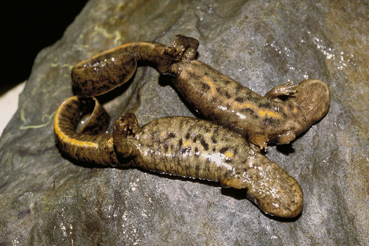 Image of Spotless Stout Newt