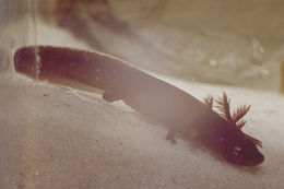 Image of Spotless Stout Newt