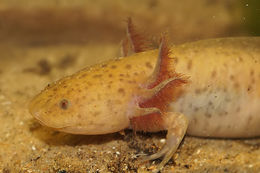 Image of Axolotl