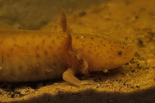 Image of Axolotl