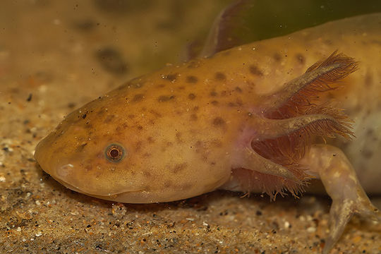 Image of Axolotl