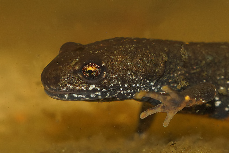 Image of Danube Crested Newt