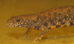 Image of Danube Crested Newt