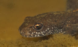 Image of Danube Crested Newt