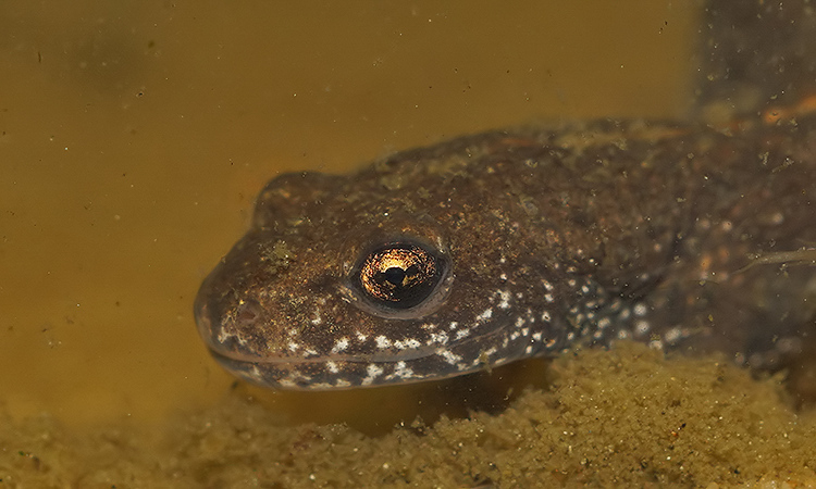 Plancia ëd Triturus dobrogicus (Kiritzescu 1903)