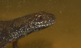 Image of Danube Crested Newt