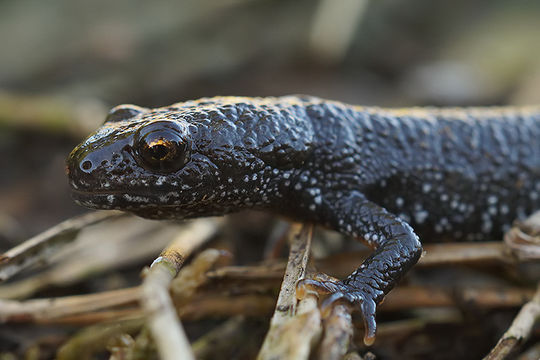 Image of Danube Crested Newt