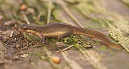 Image of Smooth Newt