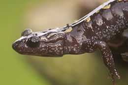 Image of Caucasian Salamander