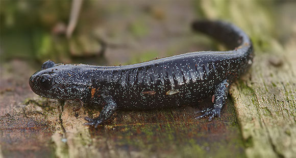 Image of Hynobius hirosei Lantz 1931