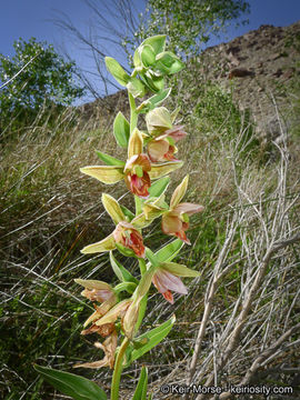 Image of Stream orchid