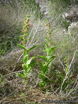 Image of Stream orchid