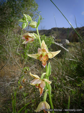 Image of Stream orchid