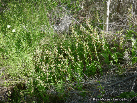 Image of Stream orchid