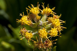 Imagem de Rainiera stricta (Greene) Greene