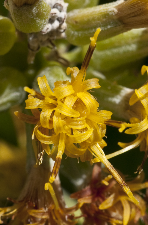 Image de Rainiera stricta (Greene) Greene