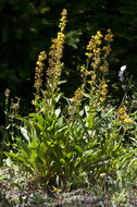 Image de Rainiera stricta (Greene) Greene