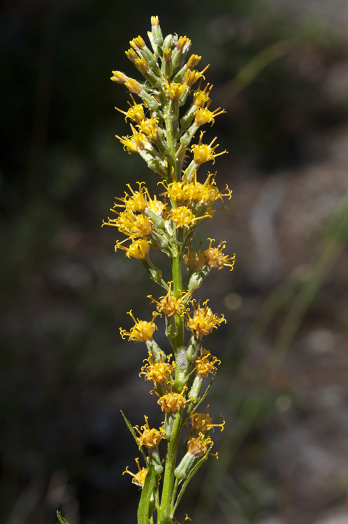 Image de Rainiera stricta (Greene) Greene