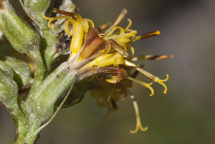 Image de Rainiera stricta (Greene) Greene