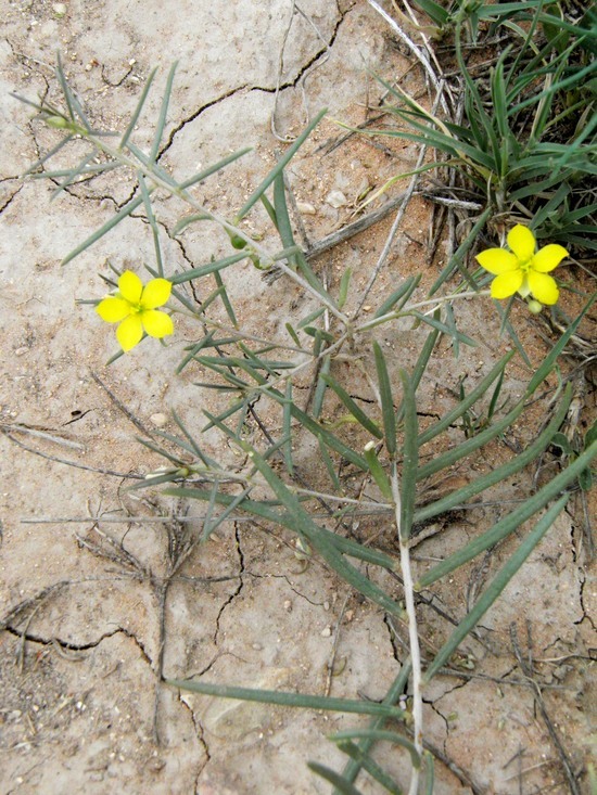 Image of Yellow Flameflower