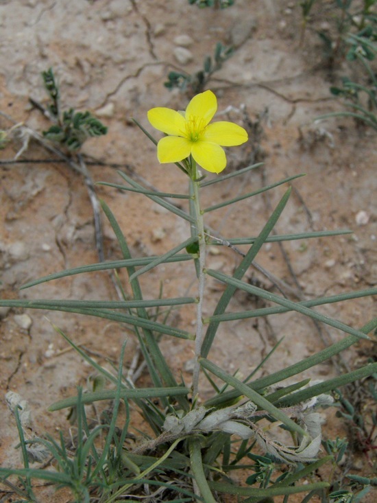 Image of Yellow Flameflower