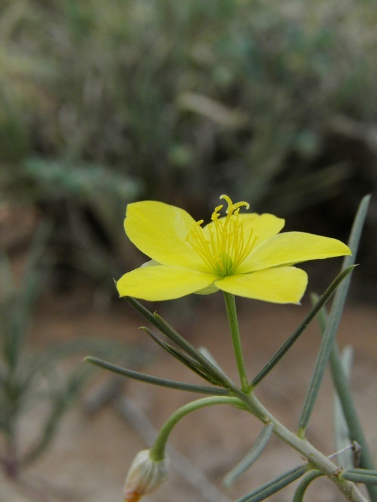 Image of Yellow Flameflower