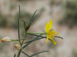 Image of Yellow Flameflower