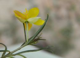 Image of Yellow Flameflower