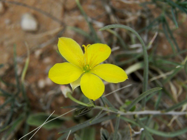 Image of Yellow Flameflower