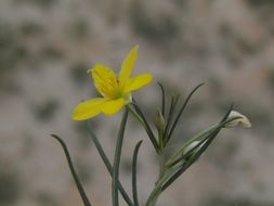 Image of Yellow Flameflower