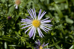 Image of larger western mountain aster