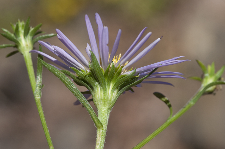 Image of larger western mountain aster