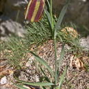 Image of Fritillaria gracilis Lohmann 1896