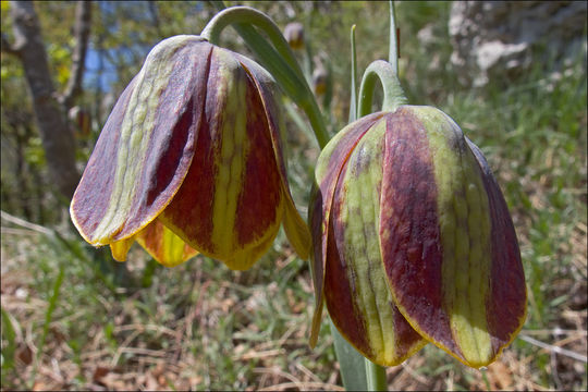 Image of Fritillaria gracilis Lohmann 1896