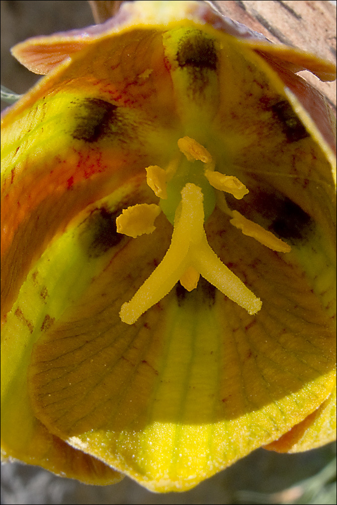 Image of Fritillaria gracilis Lohmann 1896