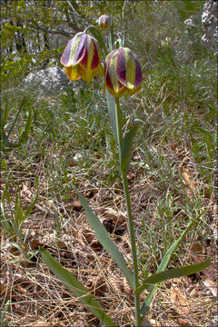 Imagem de Fritillaria gracilis Lohmann 1896