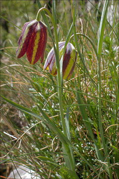 Image of Fritillaria gracilis Lohmann 1896