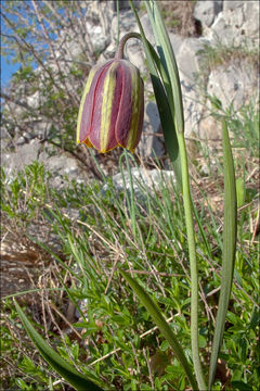 Imagem de Fritillaria gracilis Lohmann 1896