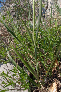 Image of Fritillaria gracilis Lohmann 1896