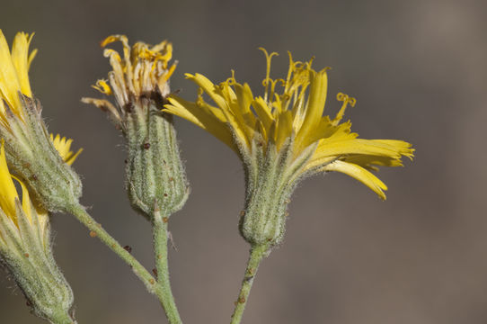 Слика од Hieracium nudicaule (A. Gray) A. Heller