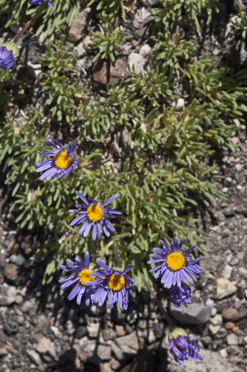 Image de Erigeron elegantulus Greene