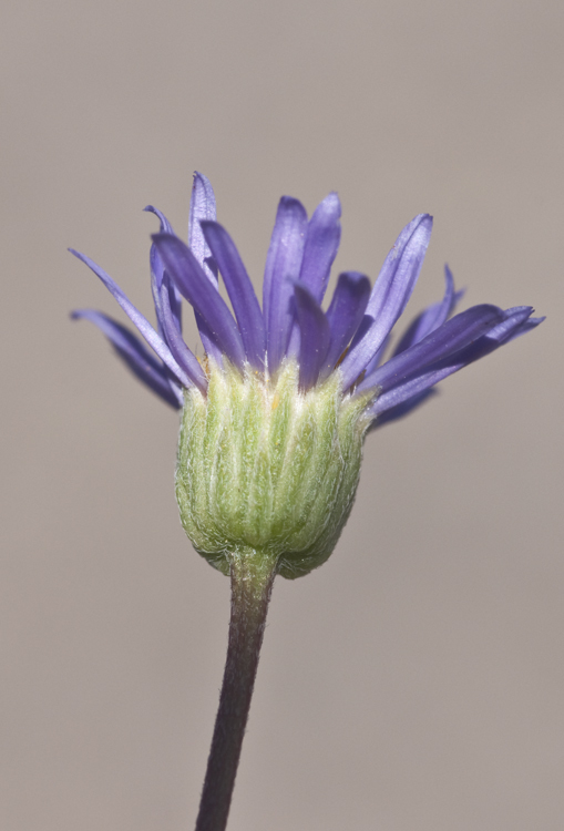 Image de Erigeron elegantulus Greene