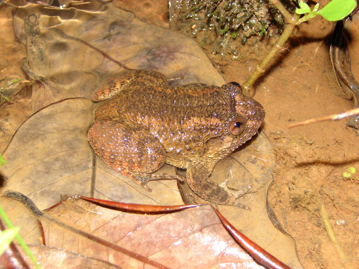 Image of Nyctibatrachus kumbara Gururaja, Dinesh, Priti & Ravikanth 2014